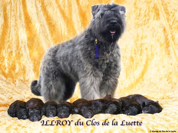 LABEL DU SITE WEB ELEVAGE DU CLOS DE LA LUETTE SPECIALISE POUR LE BOUVIER DES FLANDRES &copy;